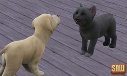 The Sims 3 Pets: BaBa the dog and Oopsie-Daisy the cat
