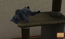 The Sims 3 Pets: Oopsie-Daisy the cat loves the scratch post