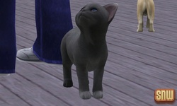 The Sims 3 Pets: Oopsie-Daisy the cat