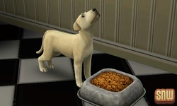 The Sims 3 Pets: BaBa the dog