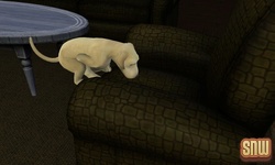 The Sims 3 Pets: BaBa the dog