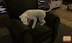 The Sims 3 Pets: BaBa the dog