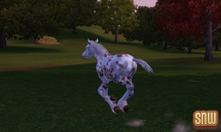 The Sims 3 Pets: GooGoo the horse