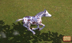 The Sims 3 Pets: GooGoo the horse