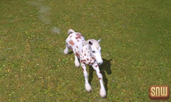 The Sims 3 Pets: GooGoo the horse