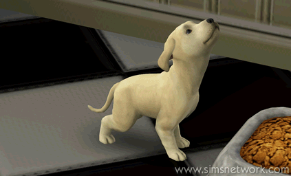 The Sims 3 Pets: BaBa the dog aging from puppy to adult dog